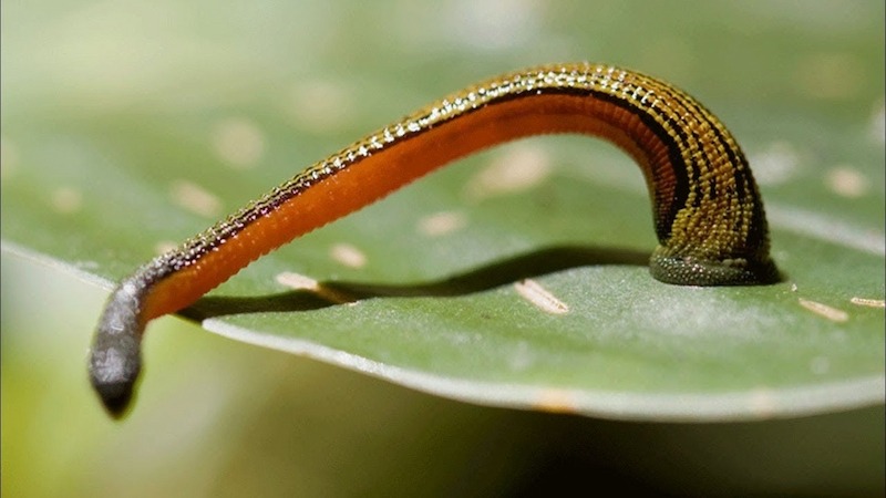 Are the Leeches Only Surviving in the Water or Even on Dried Land?