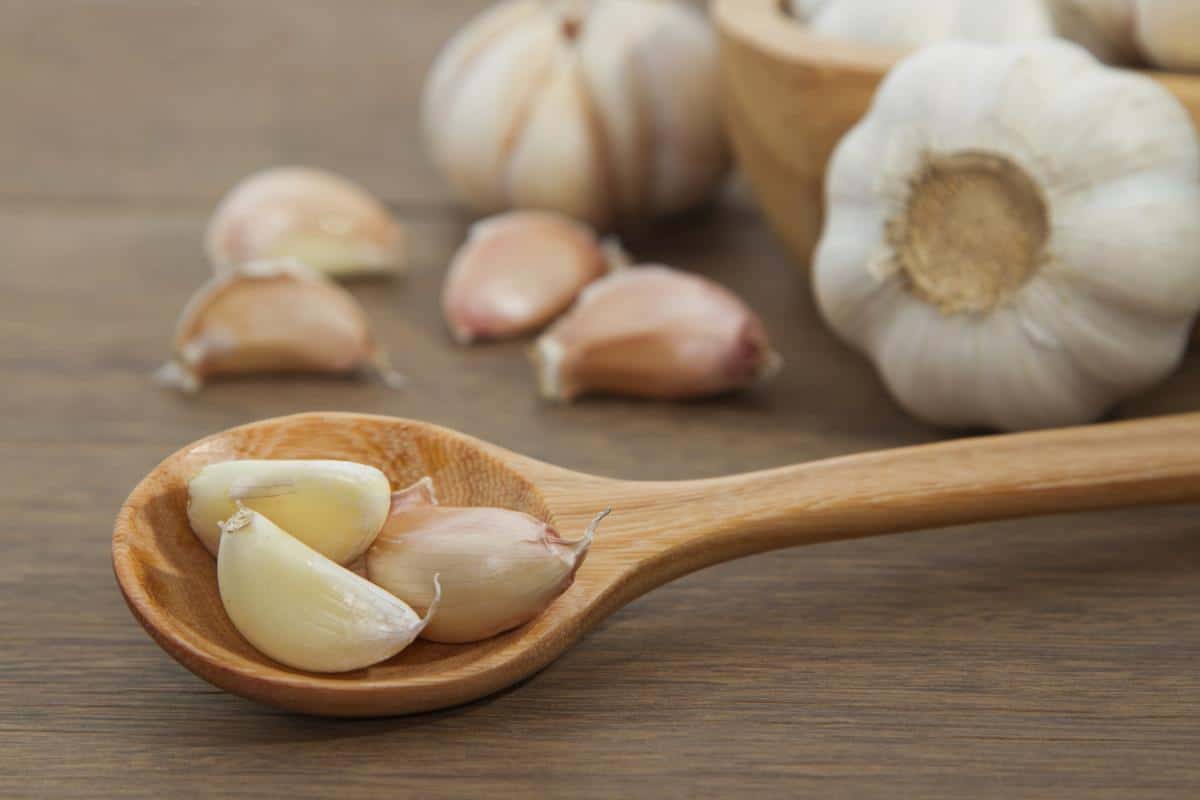 What is garlic clove?