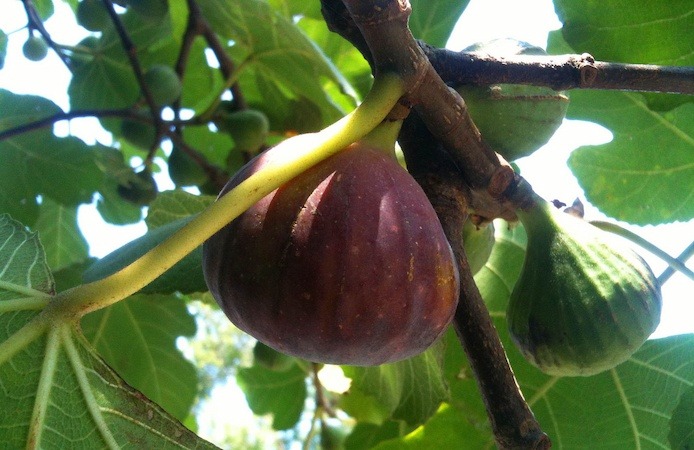 Sun-Dried Fig
