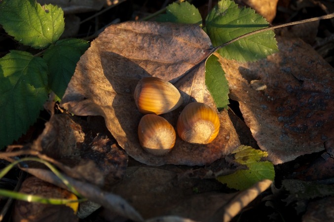 Where Are Hazelnuts Grown in the World?