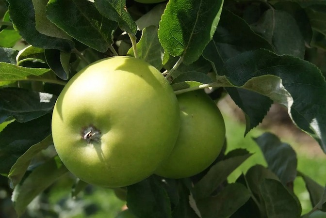 What Are the Harvesting Seasons for Granny Smith Apples?