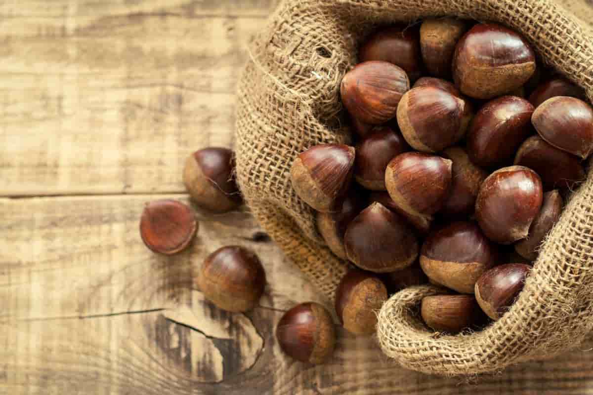 Various kinds of skinless hazelnuts