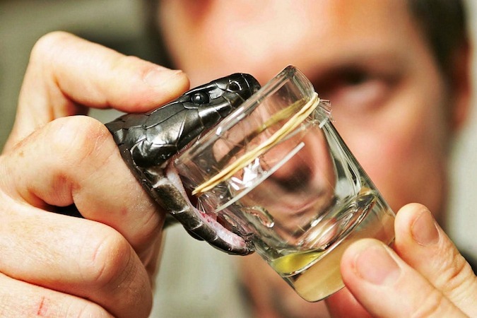 Which Snake Venom Will Kill You the Fastest