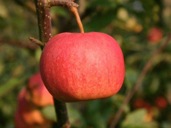 Red Apple Price in India