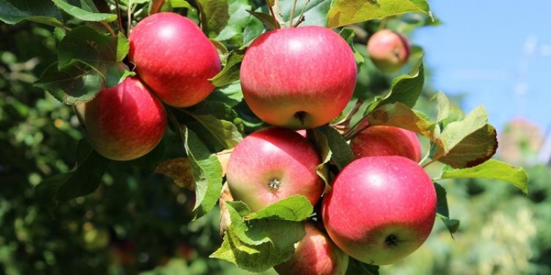 Apple Tree Harvest Chart