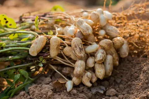 What is runner peanuts?
