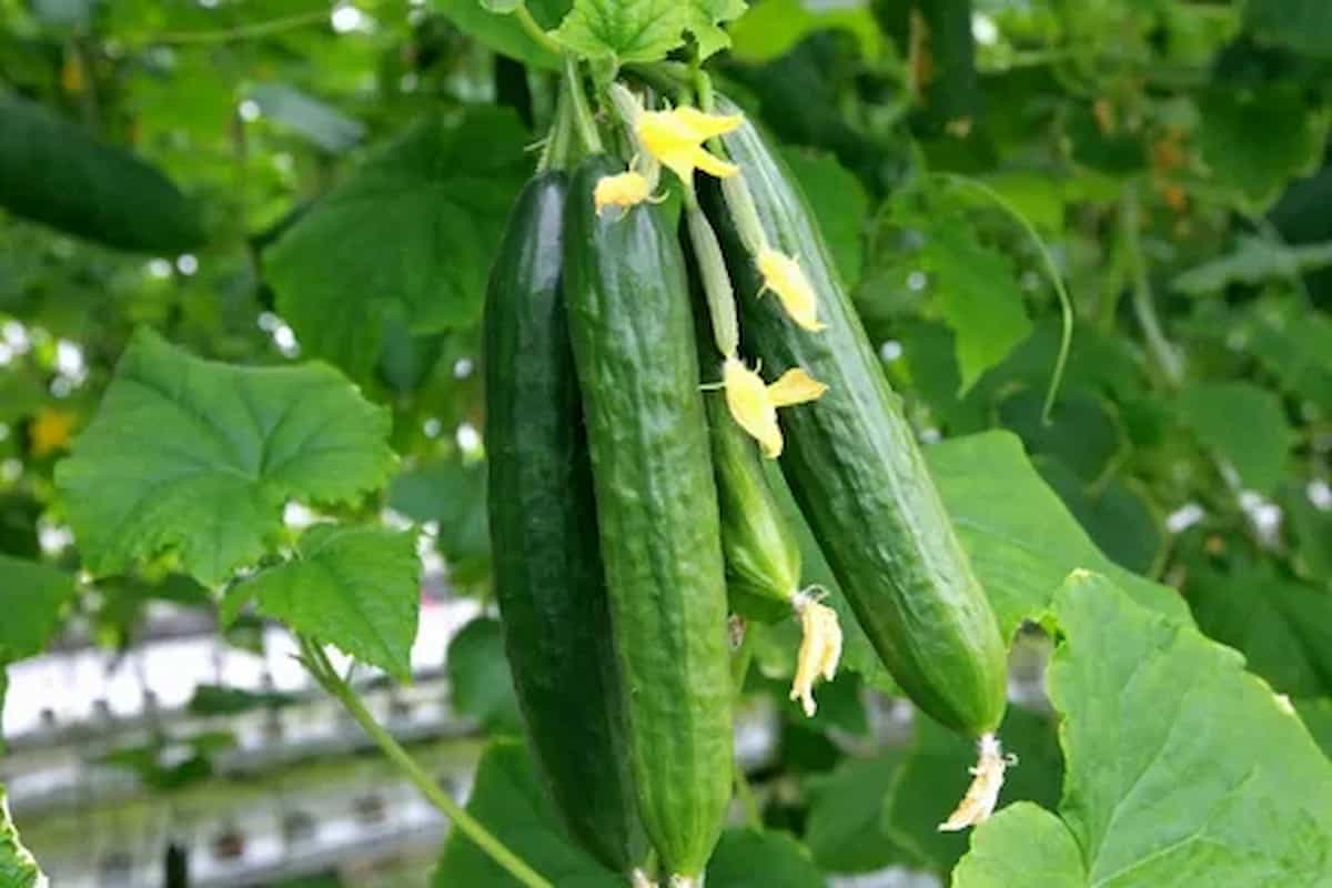 introduction of organic cucumbers