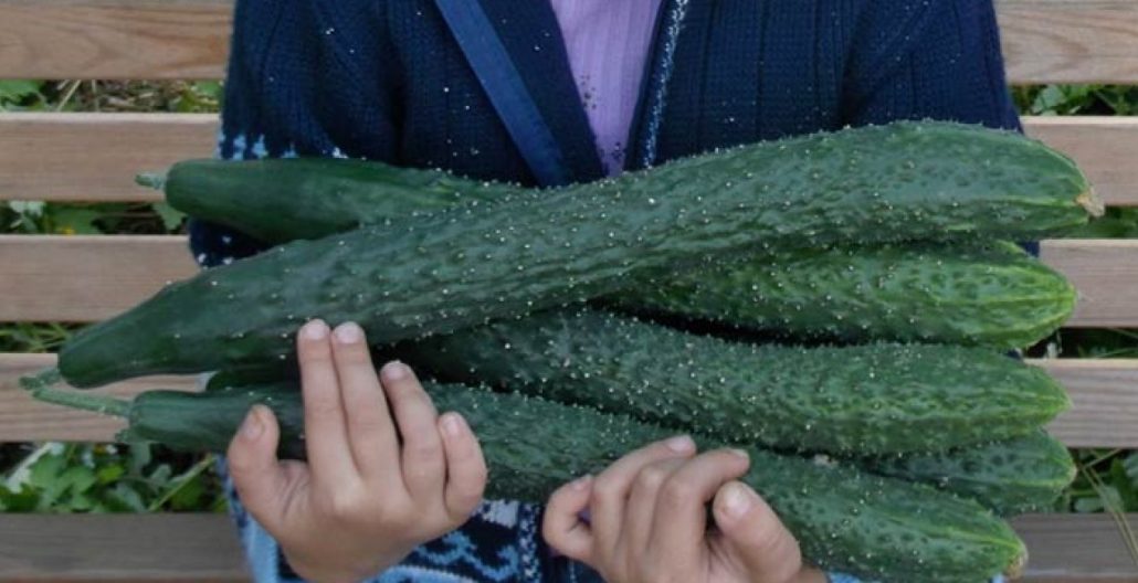 Unusual Cucumber Varieties