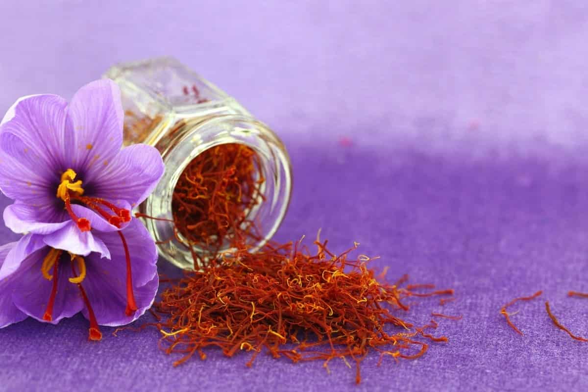 what is saffron flower?