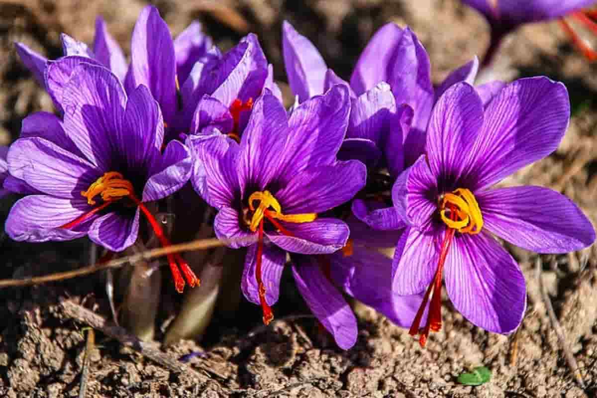 Different kinds of saffron flower 