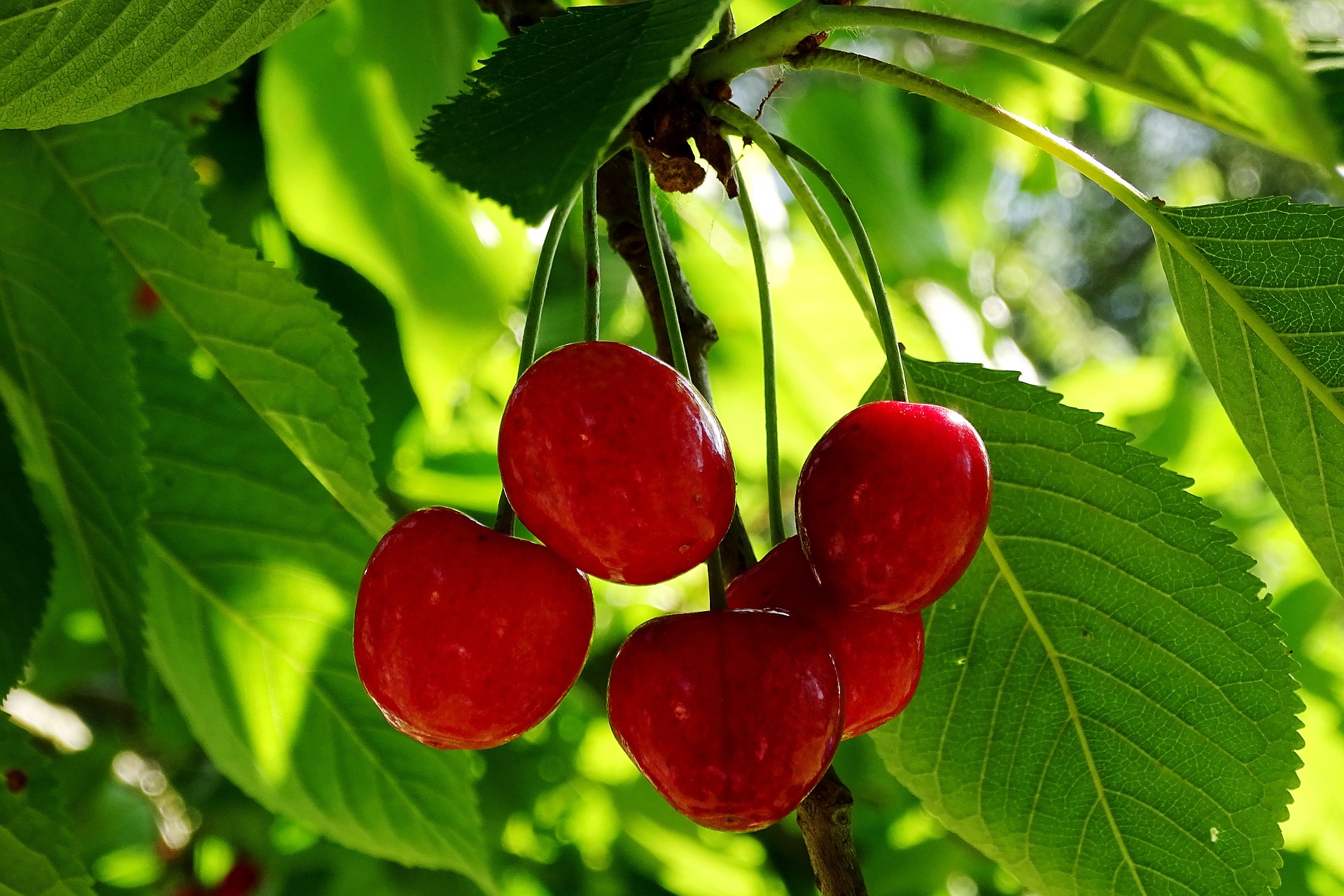 What is Red cherry?