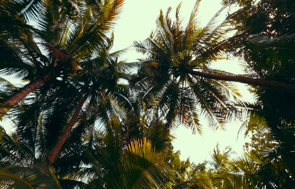 Sap Of Palm Tree