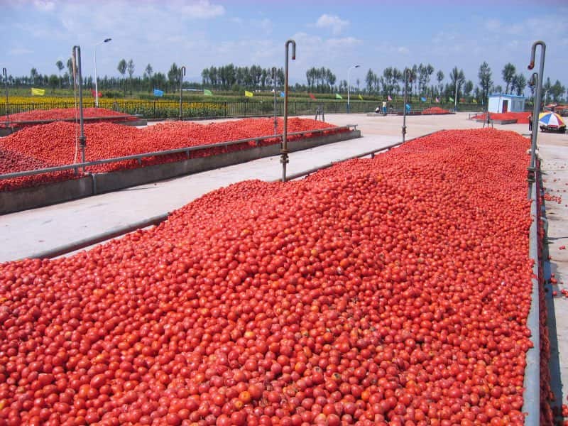 Tomato paste export worldwide