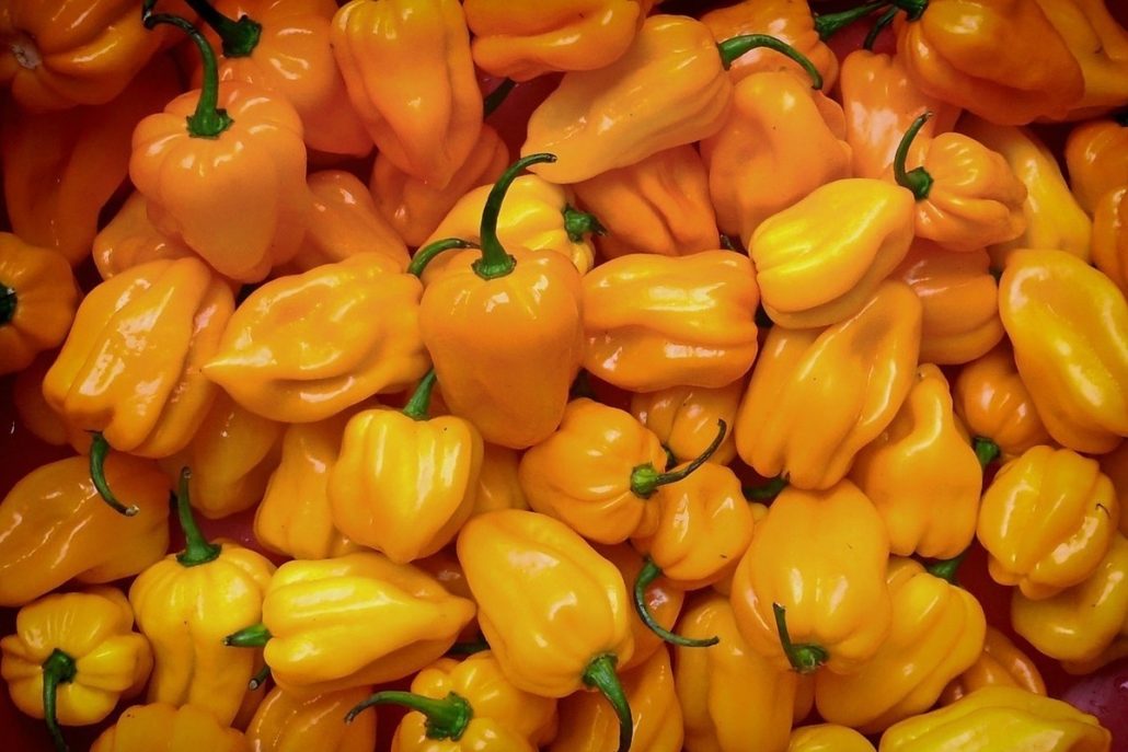 Orange bell pepper nutrition