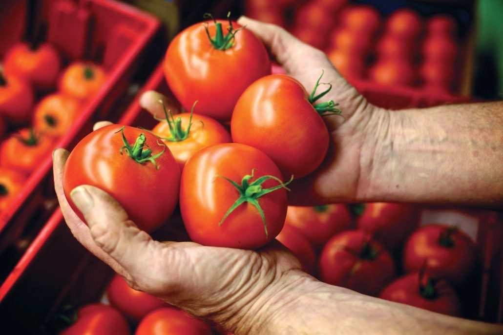 Tomato Wholesale Suppliers
