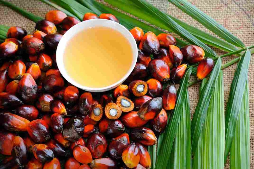 palm sap kernel oil