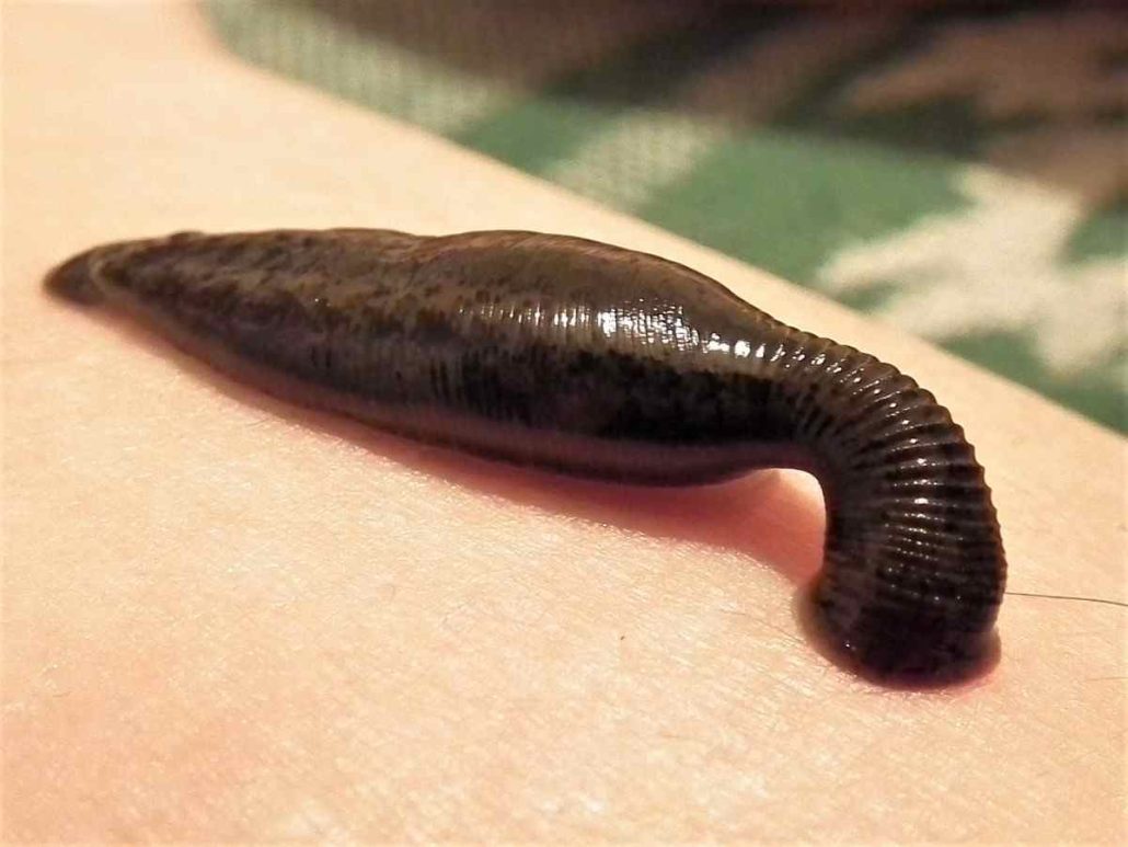 Promote leech breeding in the country