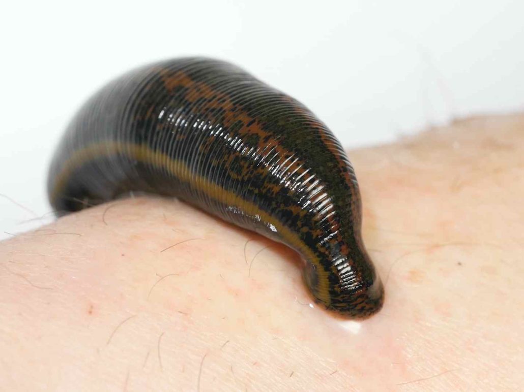 Production of 500,000 pieces of leech