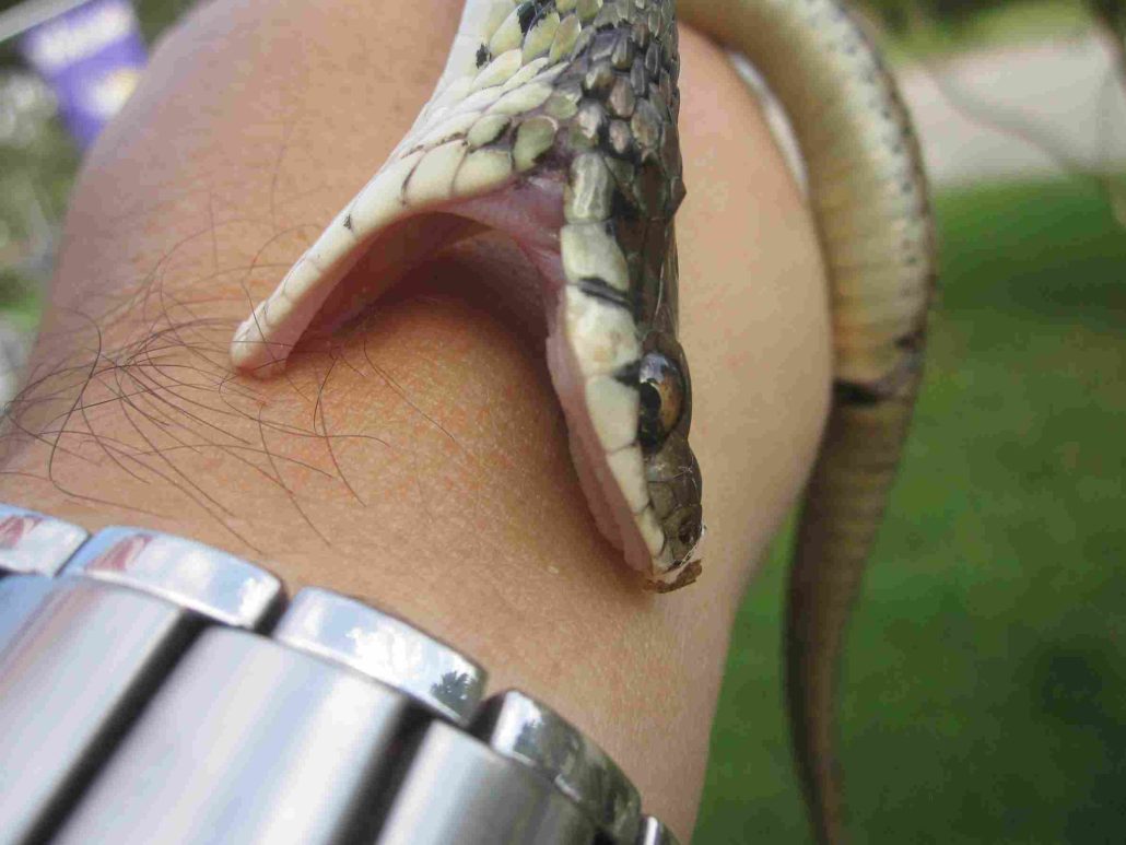 why are some snakes so venomous