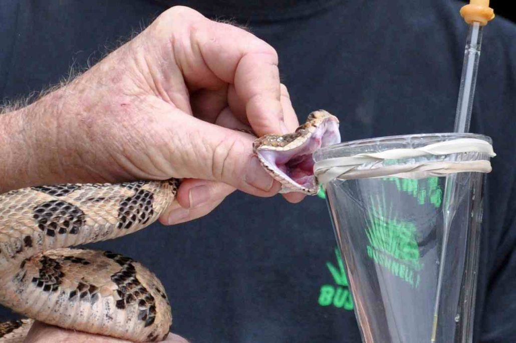 Curing snakebite