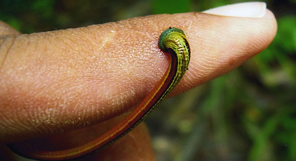 History of use and breeding of leeches
