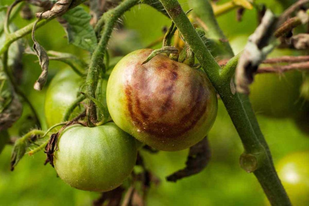what is tomato blight
