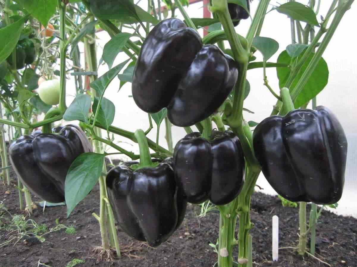 Black bell pepper