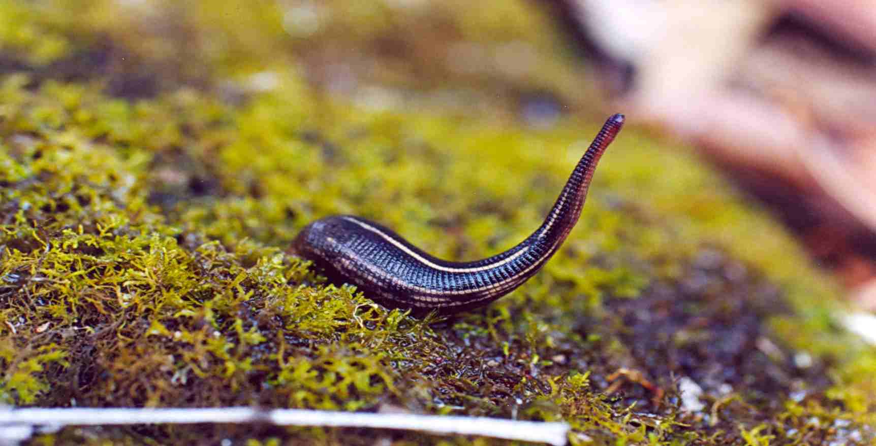 Background and detection of leech characteristics