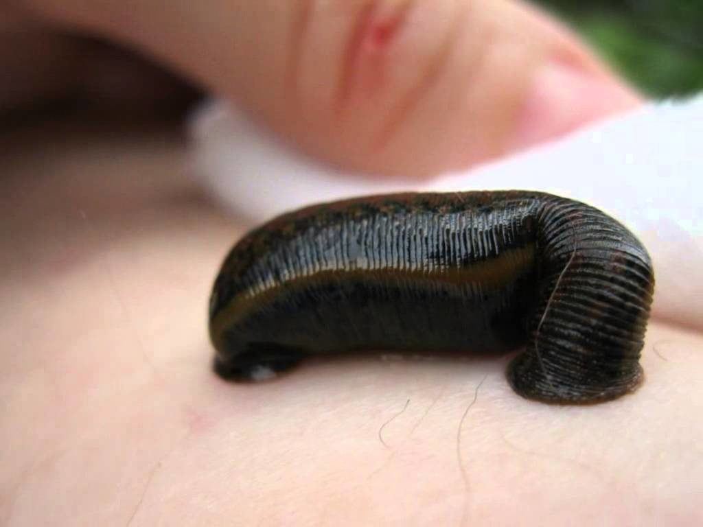 Labor force in leech reproduction