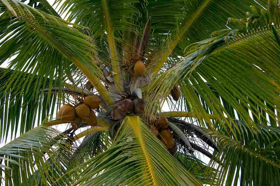 coconut palm coconut sap