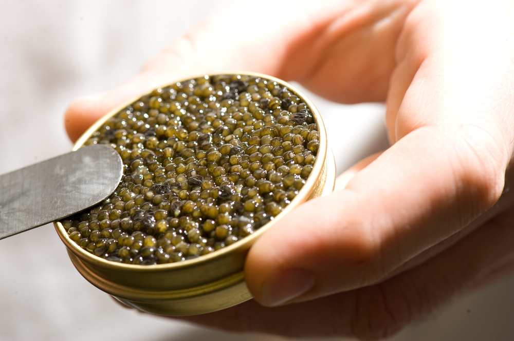 what is white sturgeon caviar