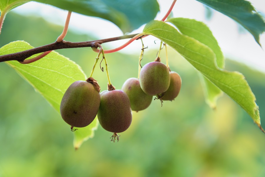 Kiwifruit growing conditions