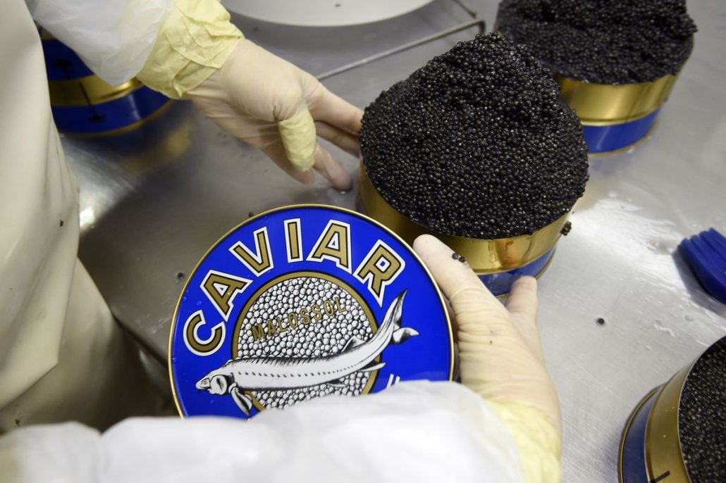 Caviar Packaging Design