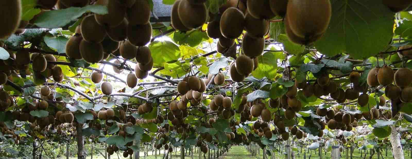 Kiwi Fruit Production