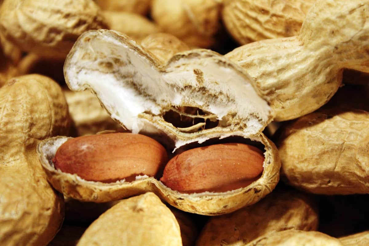 Life changing peanut allergy treatment