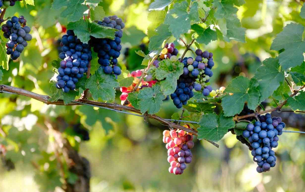 grape raisin