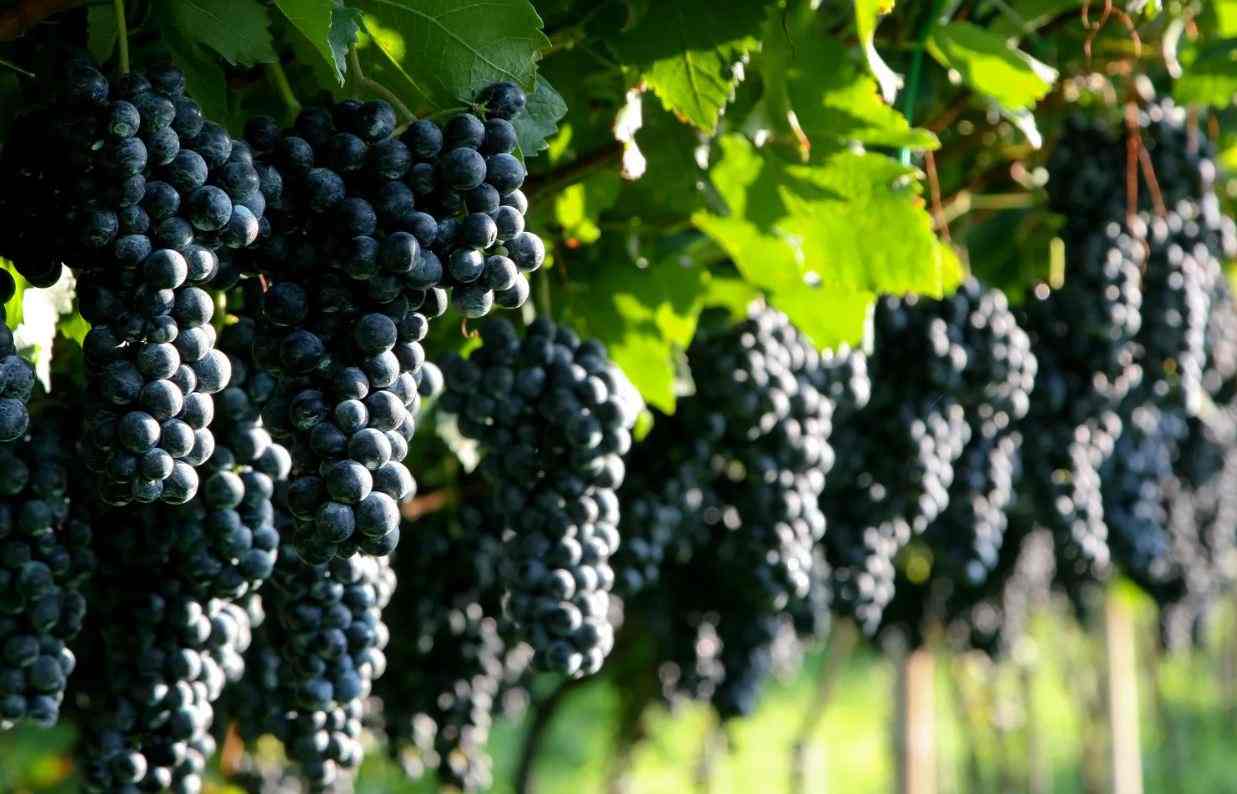 ornamental grape vine