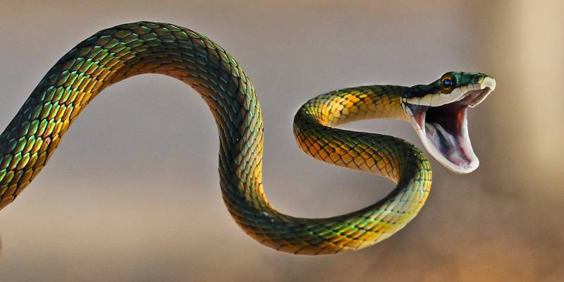 The Itam Cobra (aka Jungle Cobra, Hamadryad)