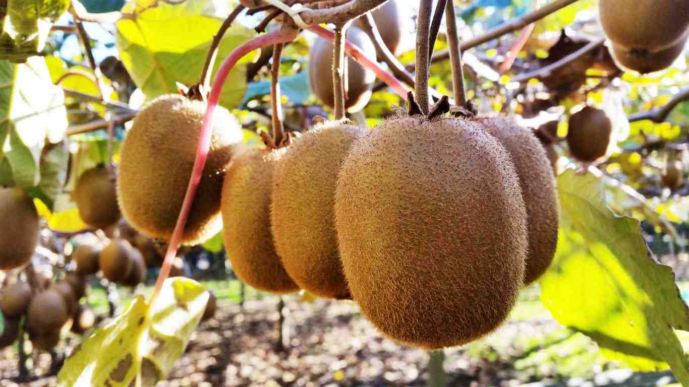 How to grow kiwifruit
