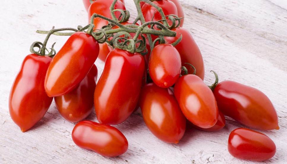 san marzano tomato