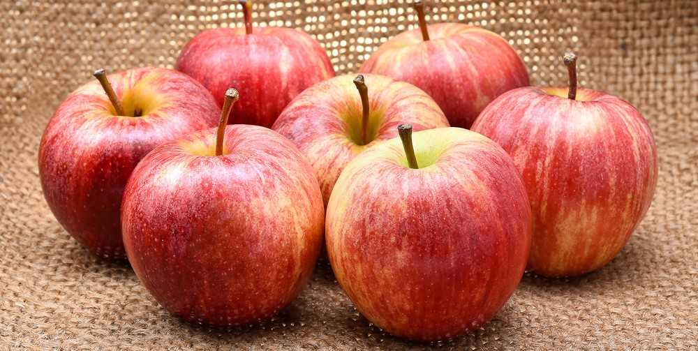 gala apple nutrition fiber