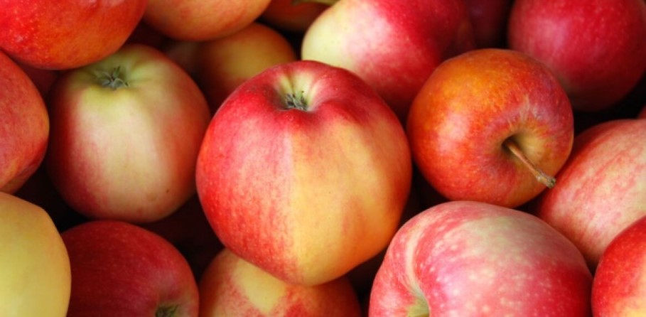 Buy gala apple nutrition facts + Best Price - Arad Branding