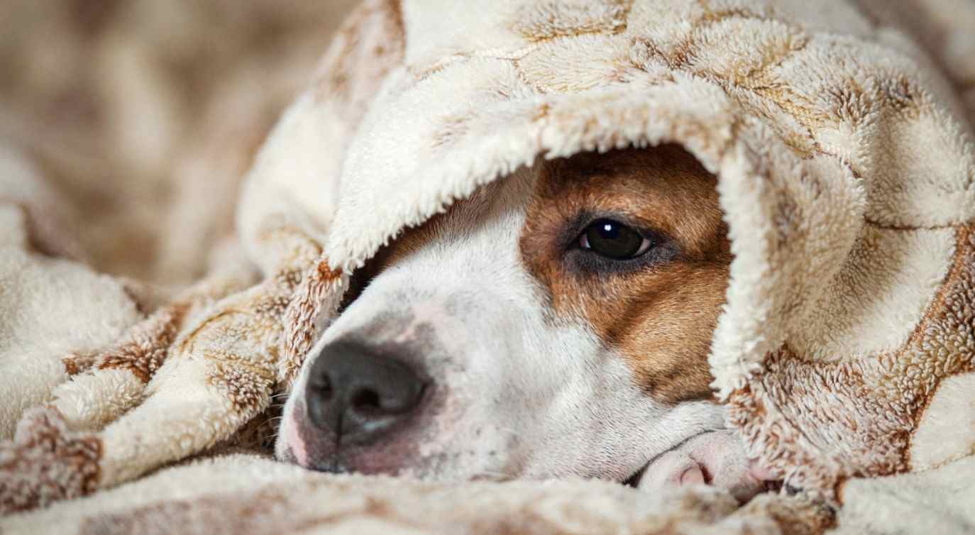 Blanket For Dog