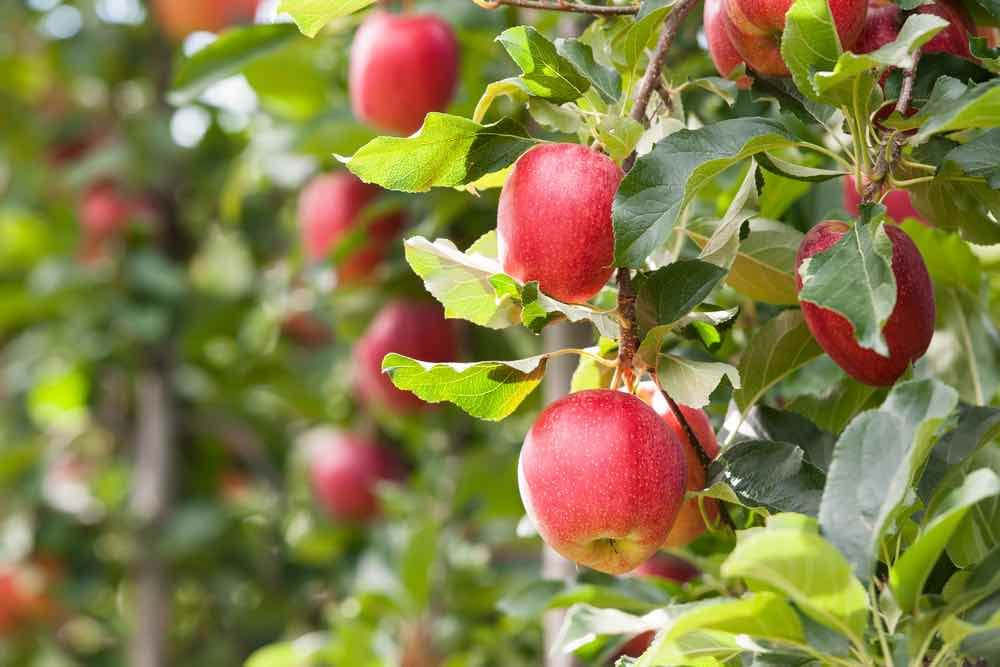 Where to buy rockit apple trees