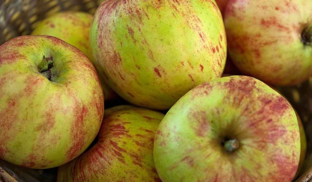 Gravenstein apple trees for sale