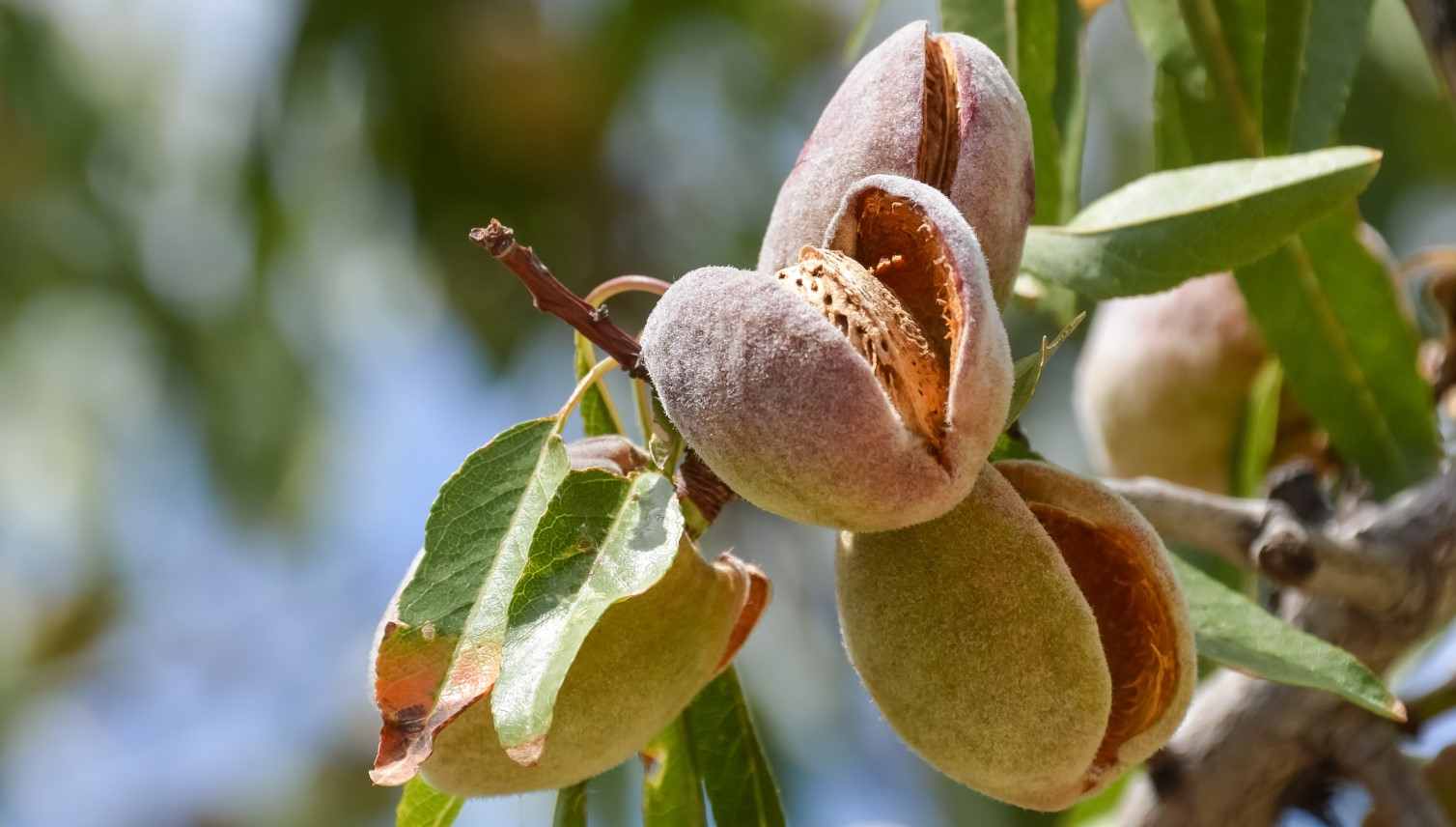 california almond farms map