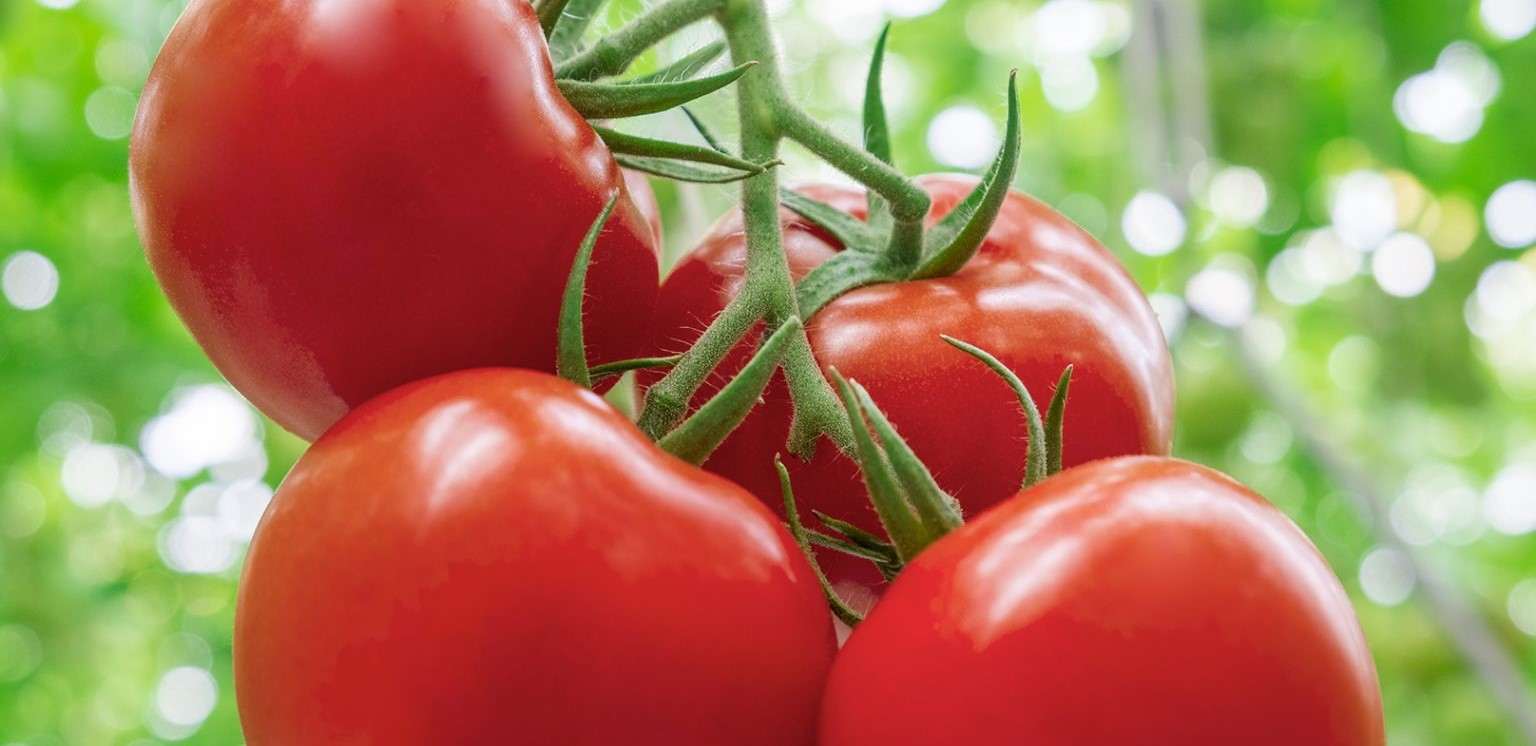 Tomatoes health benefits