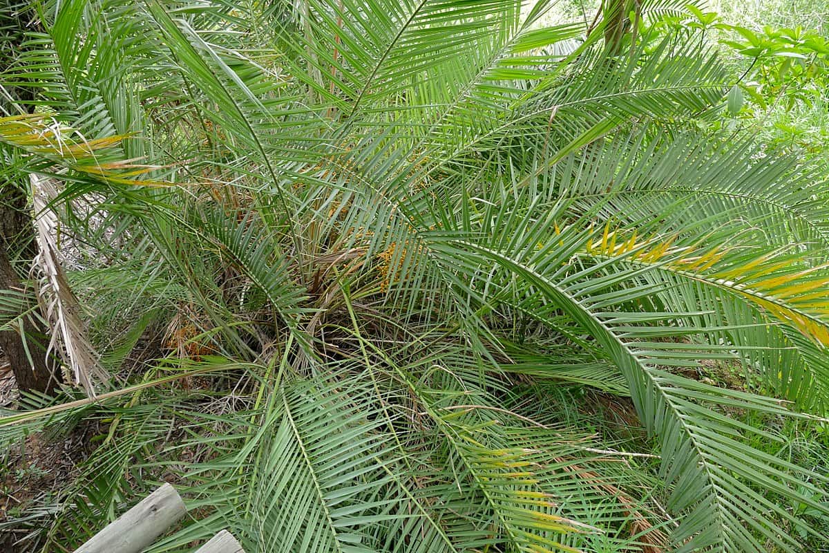 Medjool Date Palm Indoors