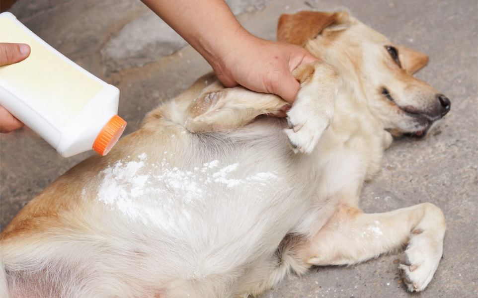 Can you put talc powder on dogs
