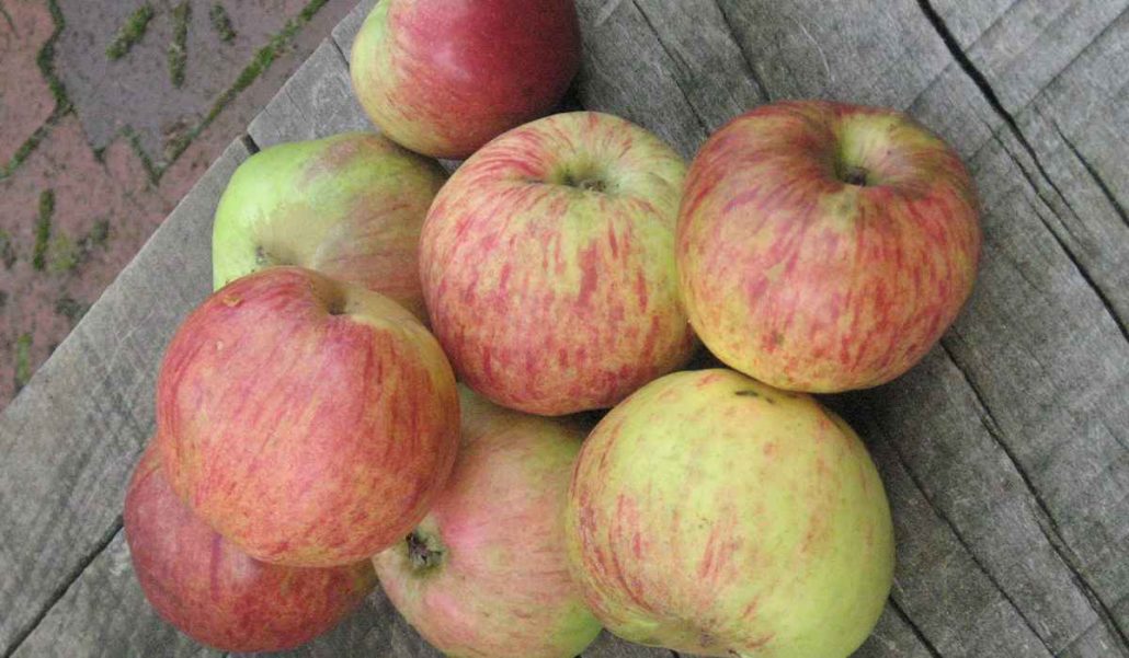 Dwarf gravenstein apple trees